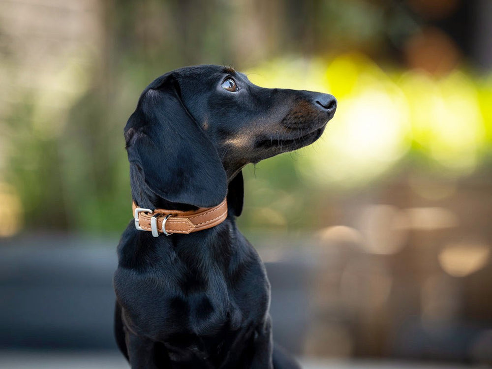 Schwarzer Dackel mit braunem Halsband sitzt seitlich und schaut nach oben, Hintergrund verschwommen.