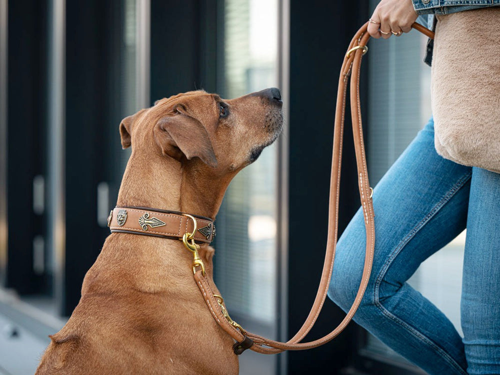 Braunhaariger Hund mit Lederhalsband und -leine schaut zu Mensch in Jeans auf.