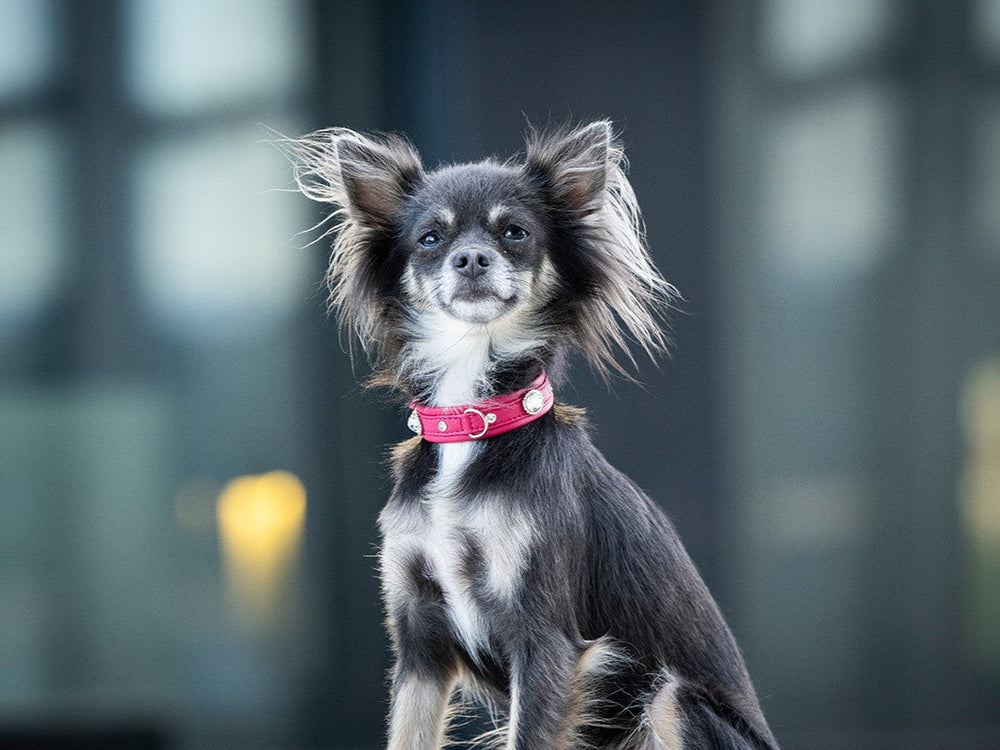 Kleiner Hund mit schwarzem-braunem Fell und rotem Halsband sitzt stolz und blickt in die Kamera.