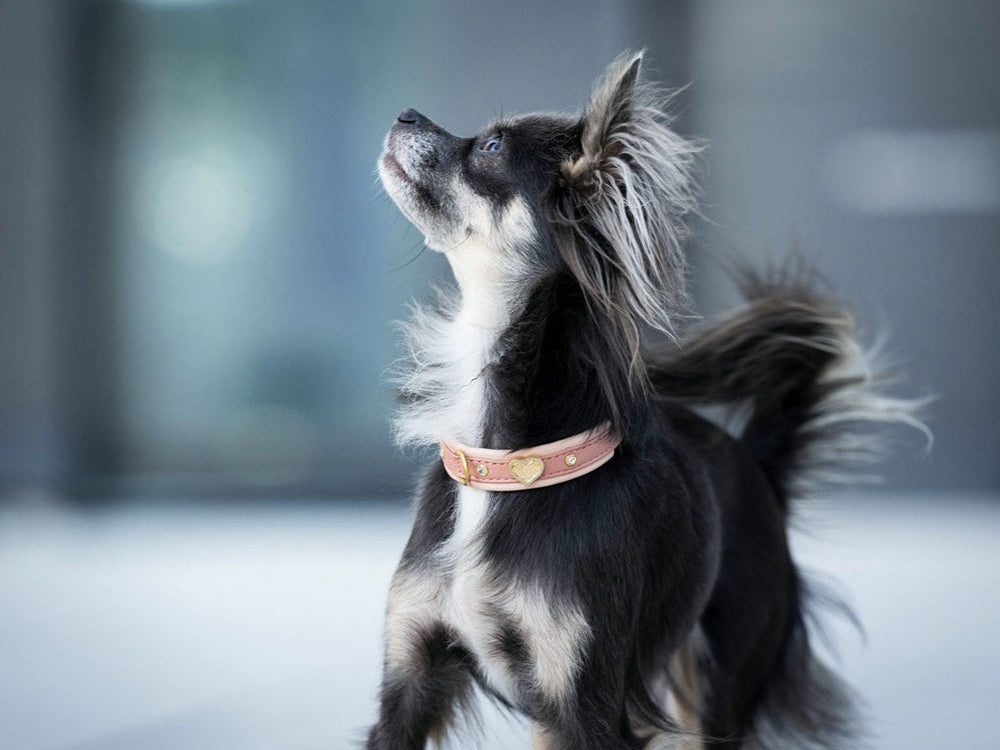 Kleiner Hund mit glänzendem schwarz-braunem Fell trägt ein pinkes Halsband mit Herzanhänger und hat einen aufgeweckten Blick.