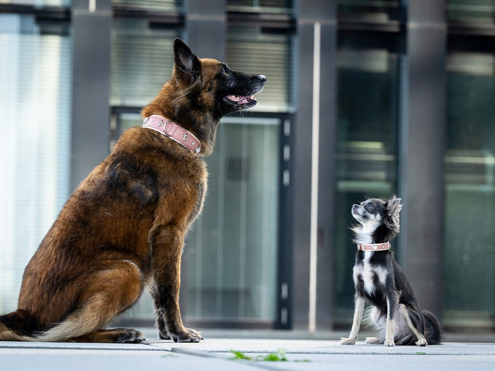 Malinois und Chihuahua mit passenden Halsbändern, der Malinois sitzt entspannt, der Chihuahua schaut neugierig nach oben.
