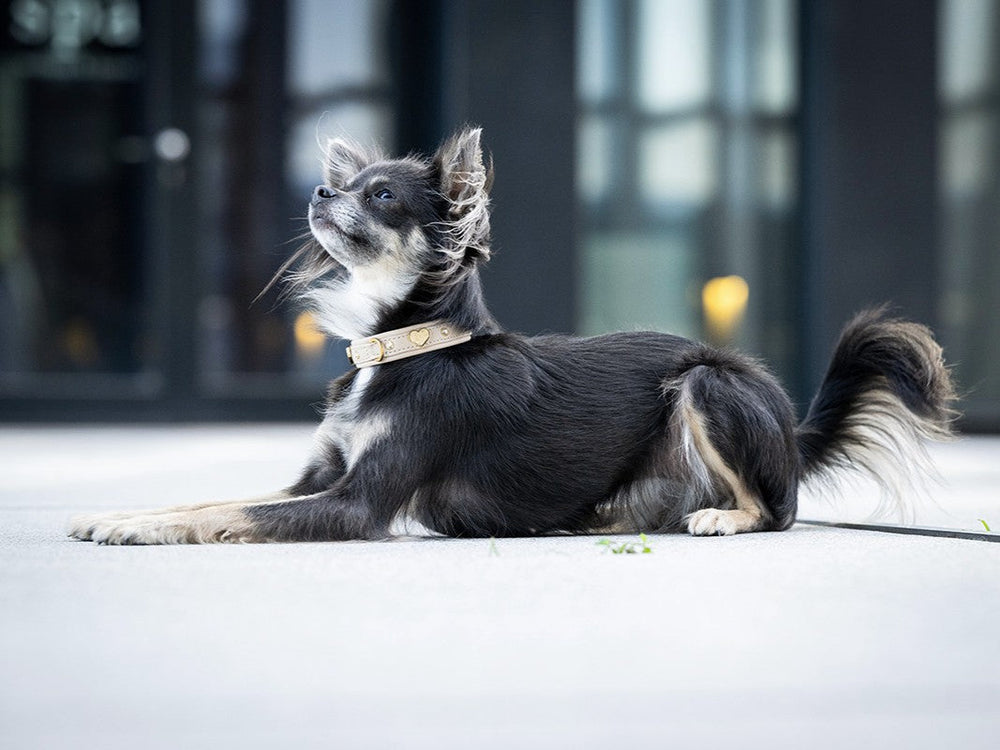 Kleiner Hund mit auffälligem Halsband entspannt auf Gehweg vor modernen, unscharfen Gebäuden.