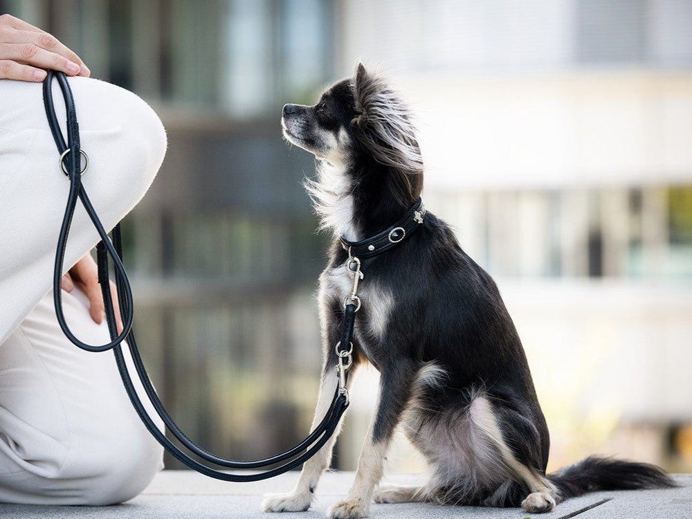 Kleiner Hund mit Halsband Mini Dark Diamond sitzt aufmerksam neben kniender Person in urbaner Umgebung.