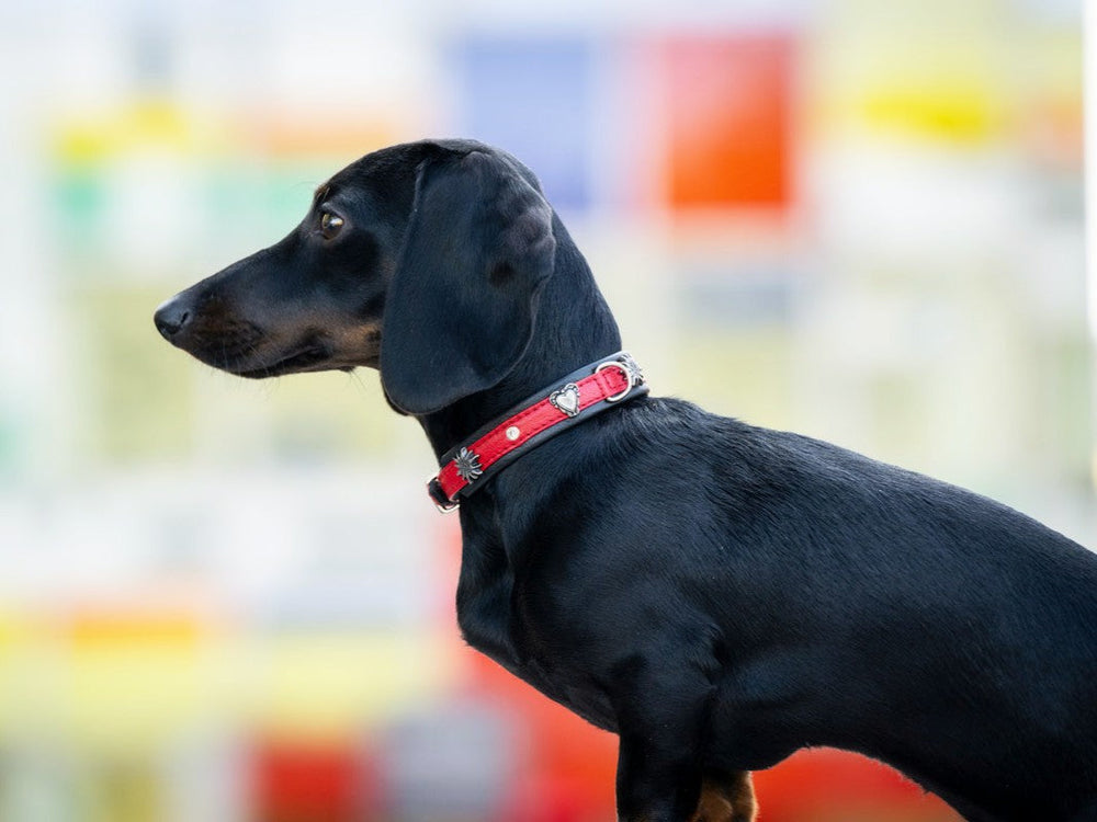 Schwarzer Dackel im Profil mit rotem dekorativen Halsband vor unscharfem, buntem Hintergrund.