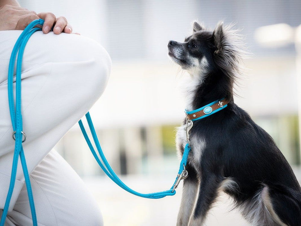 Kleiner Hund mit modischem Halsband Mini Ibiza und blauer Leine, aufmerksam blickend in urbaner Umgebung.