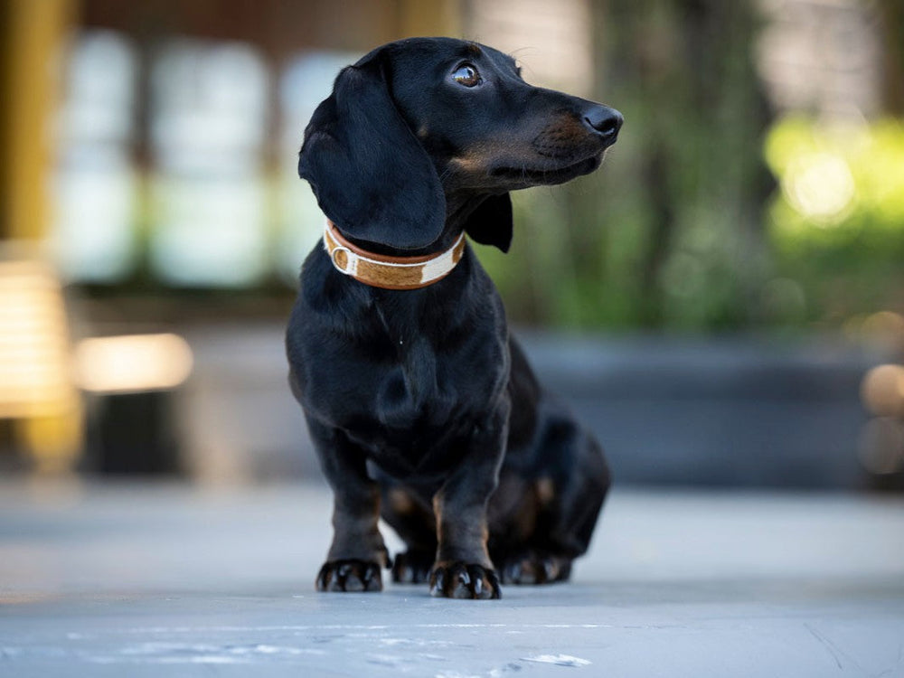Schwarzer Dackel sitzt seitlich und trägt ein braunes Halsband aus Kuhfell, unscharfer grüner Hintergrund.