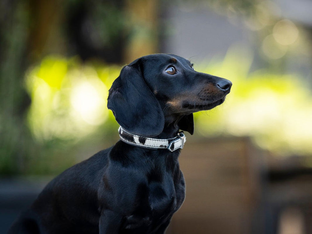 Schwarzer Dackel mit hellem Kuhfell-Halsband in natürlicher Umgebung, aufmerksam nach links schauend.