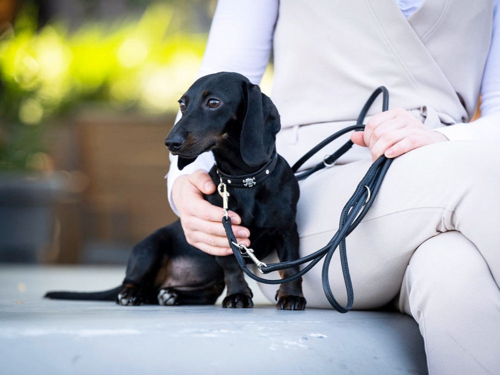Schwarzer Dackel mit Mini Totenkopf Halsband sitzt auf hellem Untergrund, gehalten von einer Person in beiger Kleidung.