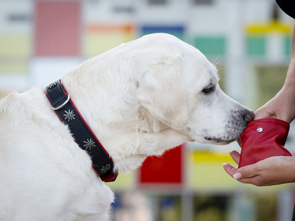 Weißer Hund schnüffelt neugierig an roter Handtasche vor buntem, geometrischem Hintergrund.
