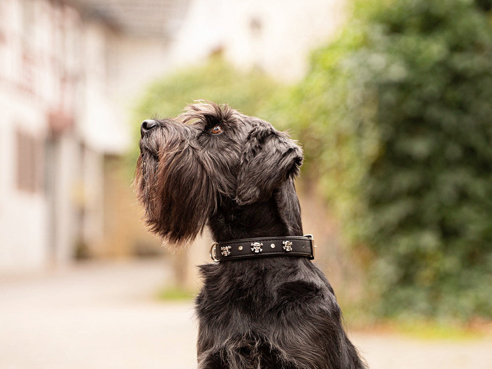 Schwarzer Hund mit langem Schnauzenhaarfell trägt ein Pfotenmotiv-Halsband und blickt aufmerksam nach oben.