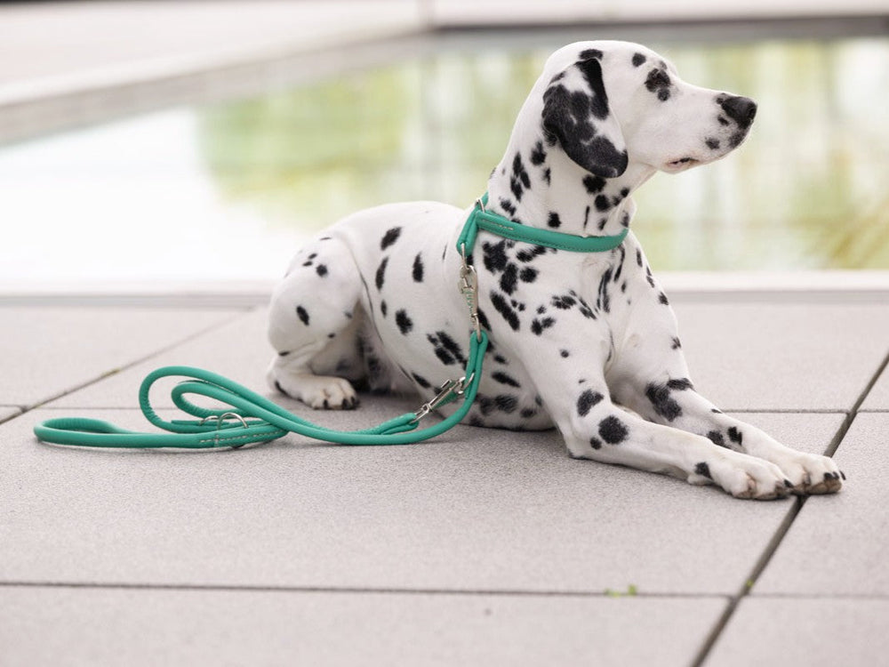 Dalmatiner mit grünem Geschirr und Leine liegt auf grauen Platten, im Hintergrund unscharf ein Pool.