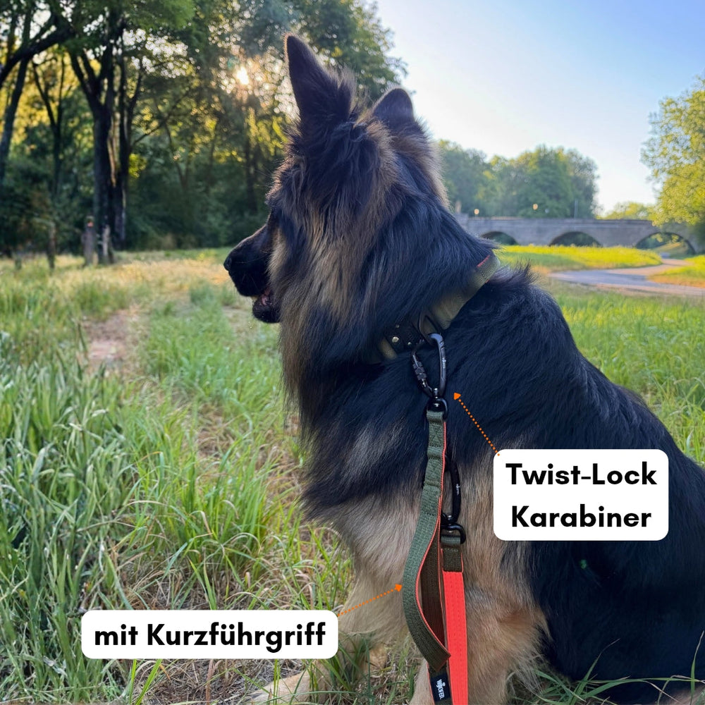 Hund mit Nylon Pro Führleine in der Natur, ausgestattet mit Twist-Lock Karabiner und Kurzführgriff.