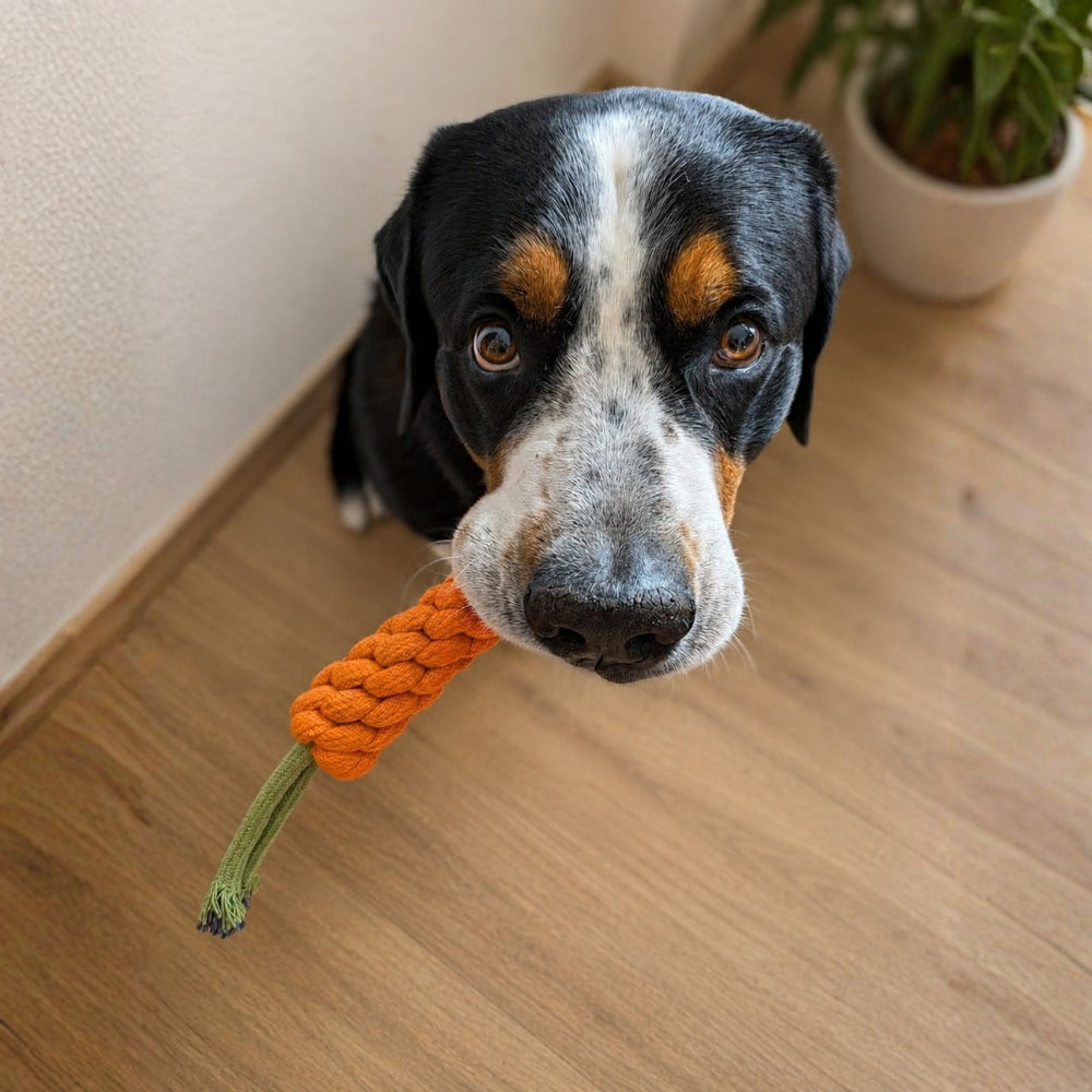Hund mit schwarz-braunem Fell und weißem Fleck hält orangefarbenes, geflochtenes Karotten-Spielzeug auf Holzfußboden.