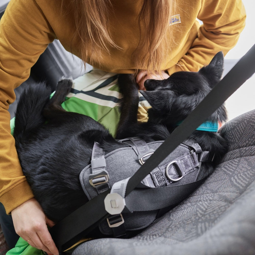 Hund mit grauem Sicherheitsgeschirr im Auto, gesichert durch Sicherheitsgurt, neben Person im senfgelben Pullover. Autogeschirr Travel Harness ECO.