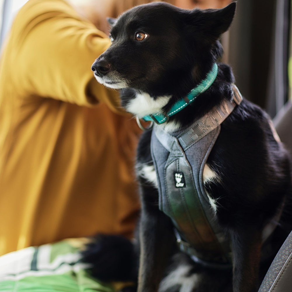 Hund mit grauem Geschirr und türkisfarbenem Halsband im Auto, sitzt aufmerksam neben Person im senfgelben Oberteil.