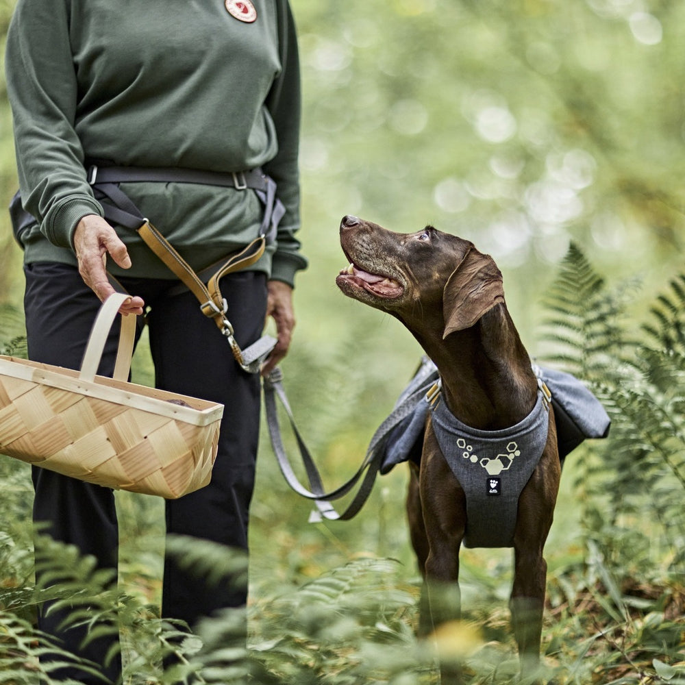 Person mit Gürteltasche Expedition Belt ECO, Hund im Geschirr, waldähnliche Umgebung, grüner Kleidung, geflochtener Korb, Natur.