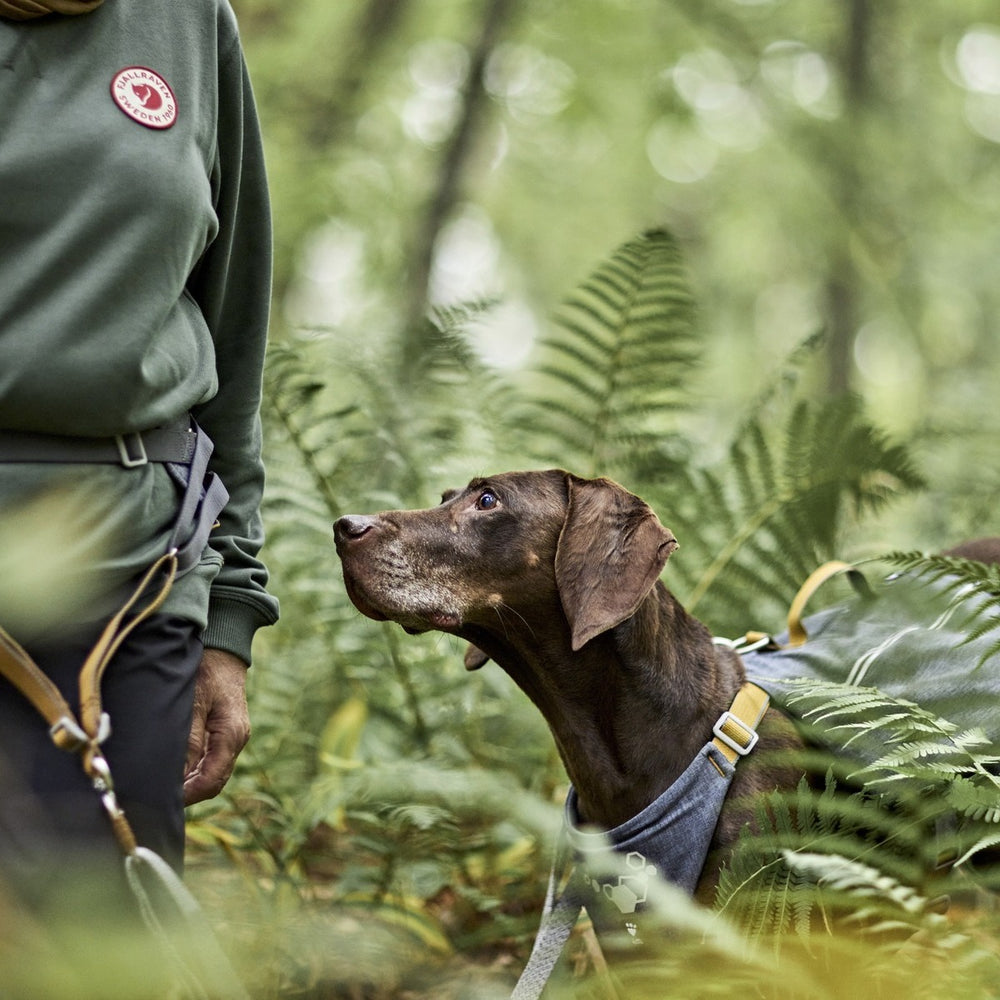 Hund mit Geschirr im Wald neben Person mit grüner Kleidung, ideal für Abenteuer mit der Gürteltasche Expedition Belt ECO.