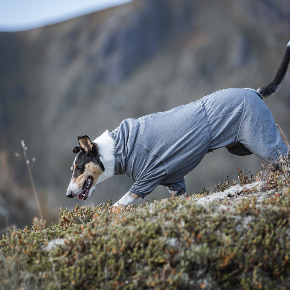 Hund im grauen Overall läuft in bergiger Landschaft, Wärme-Body für Hunde, schwarz-weißes Fell, Outdoor-Bekleidung.