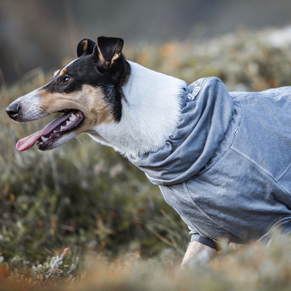 Hund im grauen Overall für kaltes Wetter in natürlicher Umgebung. Hunde-Body warmer aus Carbon-Material für optimalen Komfort und Schutz.