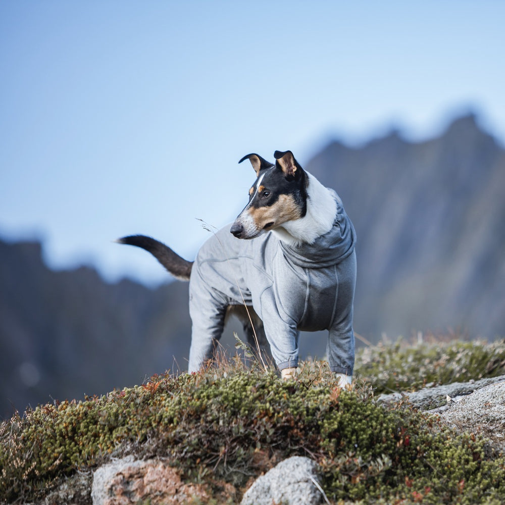 Hund in grauem Overall auf Hügel vor Bergkulisse und klarem Himmel