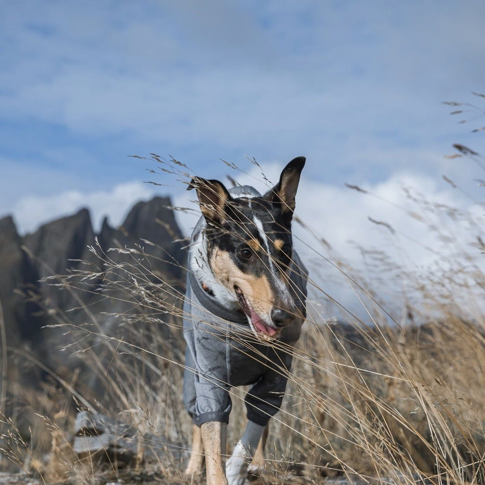 Hund im grauen Hunde-Overall in natürlicher Umgebung mit Gräsern und Berglandschaft im Hintergrund
