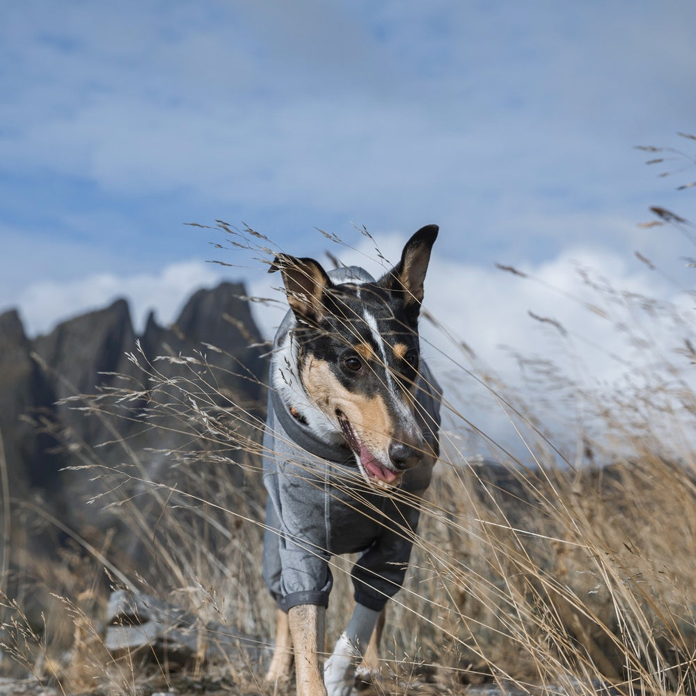 Hund im grauen Hunde-Overall in natürlicher Umgebung mit Gräsern und Berglandschaft im Hintergrund