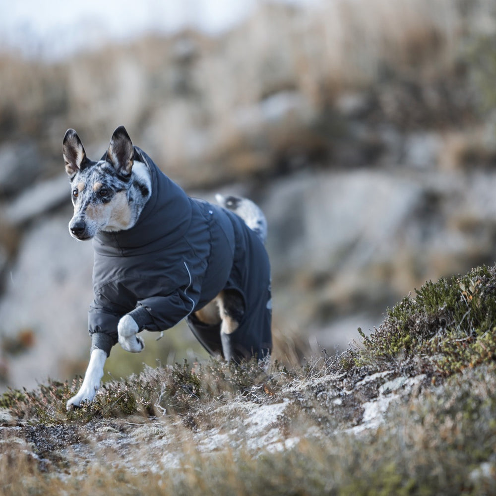 Hund trägt wetterfesten Hunde-Overall in natürlicher Umgebung aus Felsen und Gras, ideal für kühle, windige Tage.