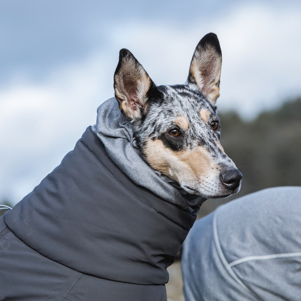 Hund mit gespitzen Ohren im dunkelgrauen Overall gegen bewölkten Himmel, pflegeleicht und warm für Outdoor-Aktivitäten