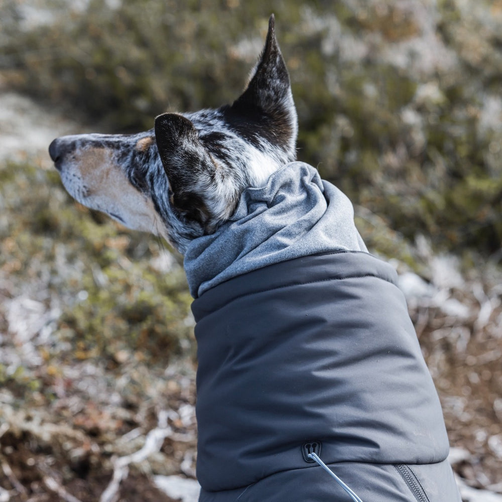 Hund in grau-schwarzem Hunde-Overall mit Kragen, im Vordergrund, natürliches Gelände im Hintergrund. Perfekt für Outdoor-Abenteuer.