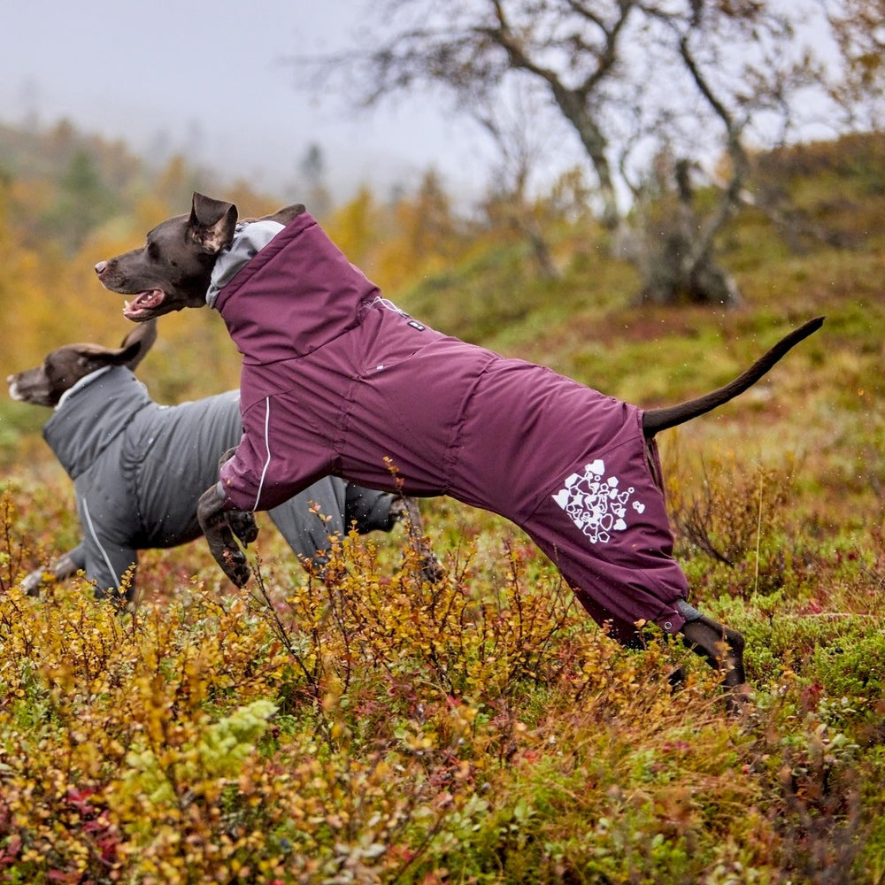 Zwei Hunde im Hunde-Overall, dunkelrot und grau, laufen durch neblige Herbstlandschaft. Ideal für kaltes Wetter und Schutz.