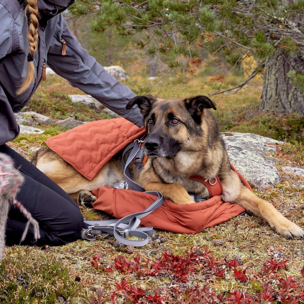 Hund im orangefarbenen Schlafsack neben Person in grauer Outdoor-Jacke, in natürlicher Umgebung mit Bäumen und Felsen.