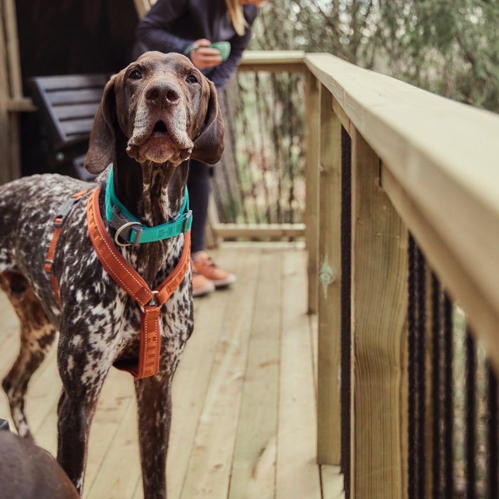 Hund im bunten Casual Y-Harness ECO Geschirr auf Holzterrasse, hinter ihm ist eine Person sichtbar.