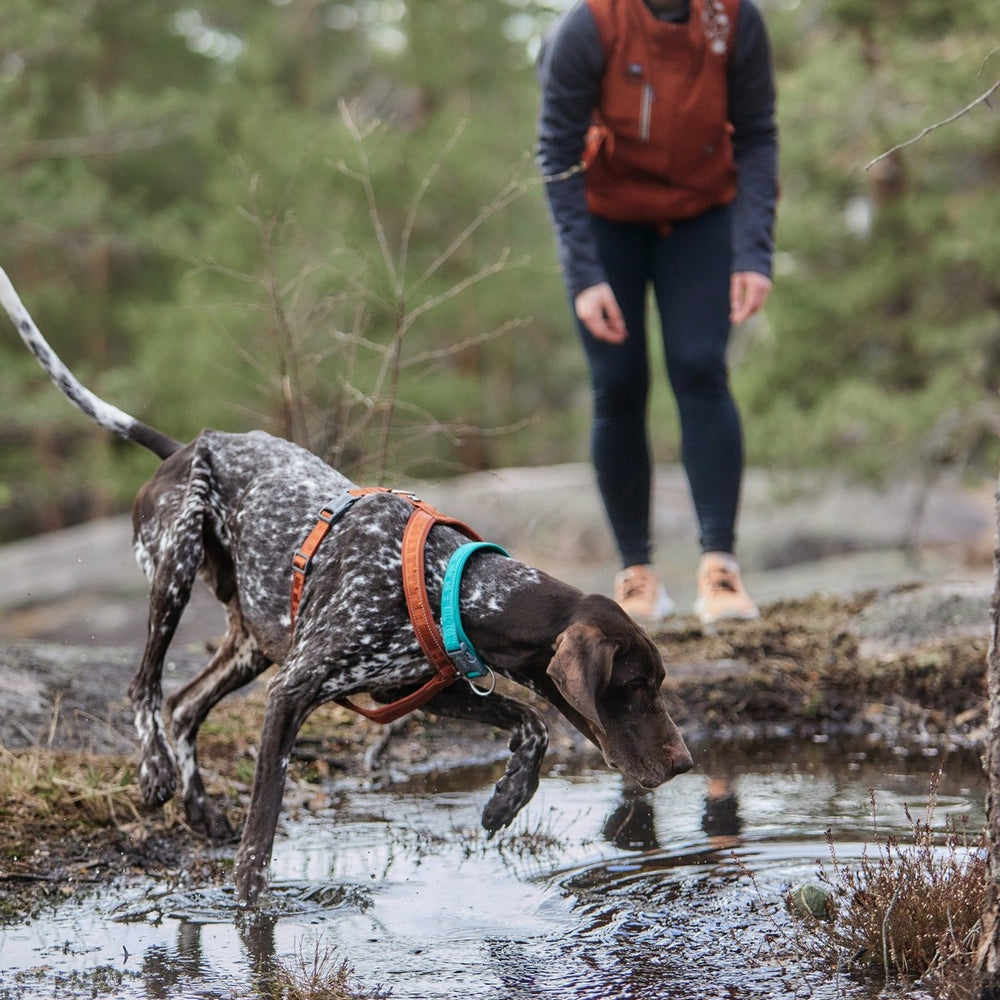 Hund springt über Wasserlauf im braunen Casual Y-Harness ECO Geschirr, während eine sportliche Person zuschaut.