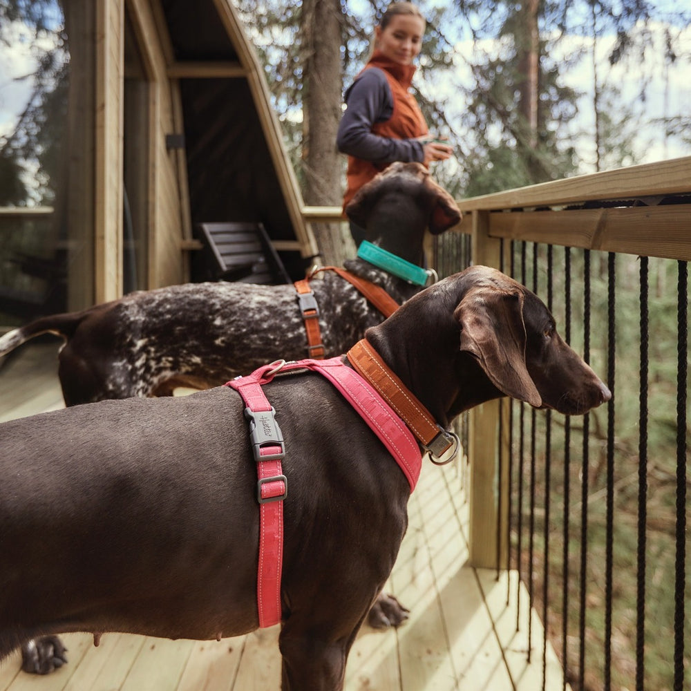 Zwei Hunde auf einer Veranda im Wald, einer in pinkem, der andere in braunem Hundegeschirr, mit Person im Outdoor-Outfit.