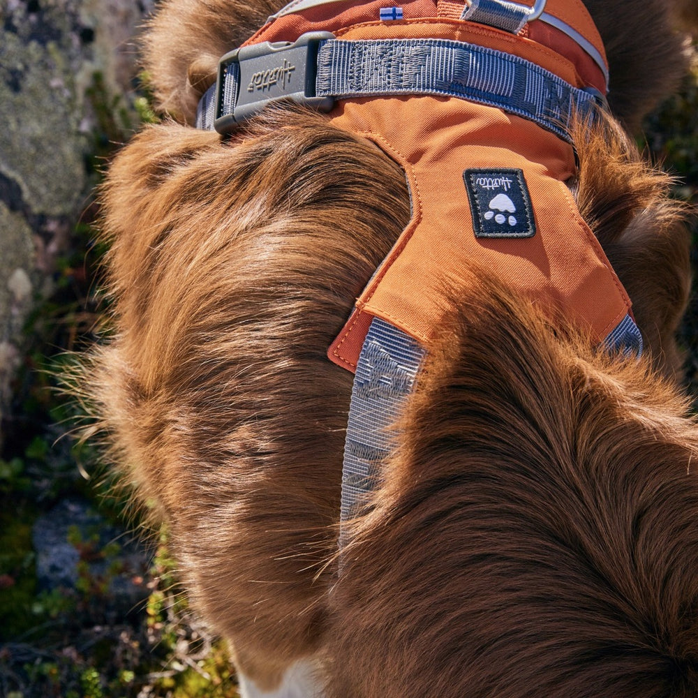 Hund trägt orangefarbenes Rover Harness Hundegeschirr mit grauen Gurten, im natürlichen Umfeld mit Felsen und Pflanzen.