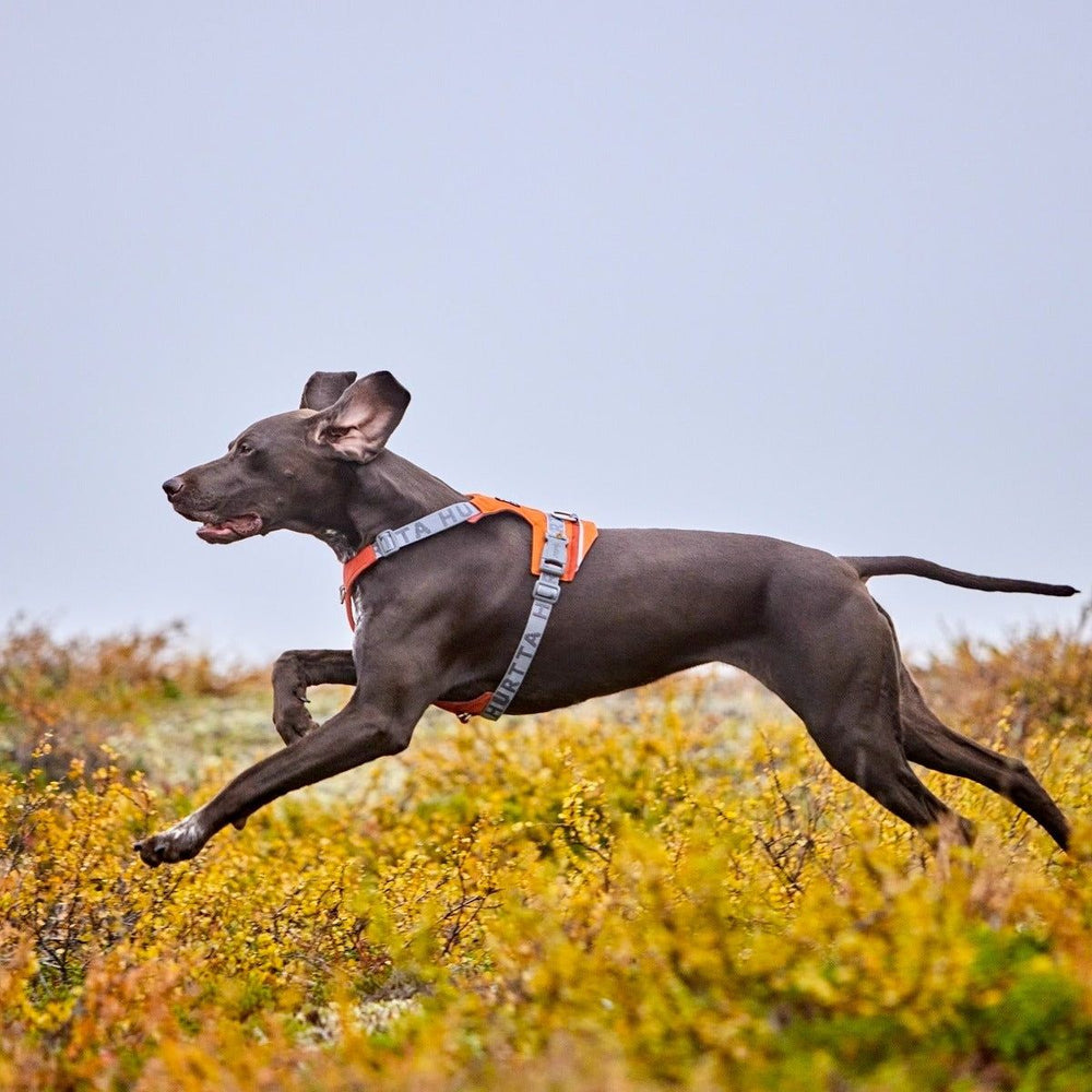 Großer Hund im orangefarbenen Rover Harness Geschirr springt über Wiese vor grauem Himmel