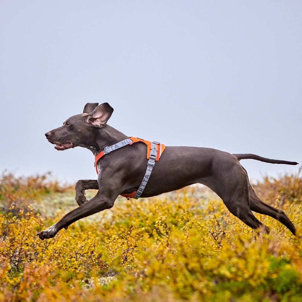 Großer Hund im orangefarbenen Rover Harness Geschirr springt über Wiese vor grauem Himmel