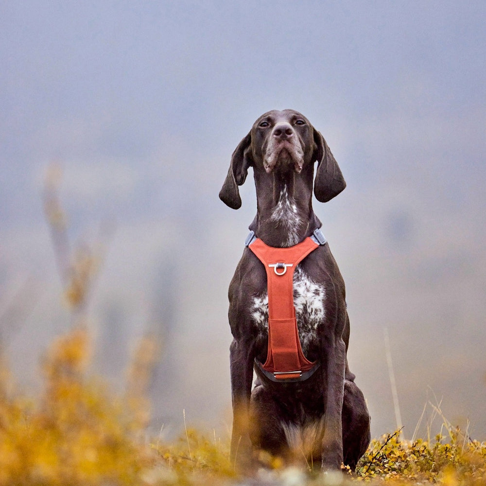 Hund mit orangefarbenem Rover Hundegeschirr in herbstlicher Umgebung.