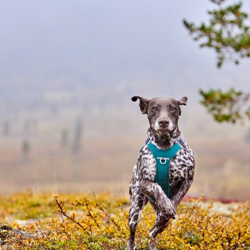Hund mit geflecktem Fell trägt grünes Rover Harness Hundegeschirr in nebeliger Landschaft mit Bäumen.