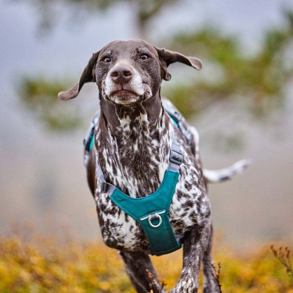 Braun-weißer Hund mit türkisfarbenem Rover Harness Geschirr läuft im Freien vor unscharfen Bäumen. Ideal für Spaziergänge.