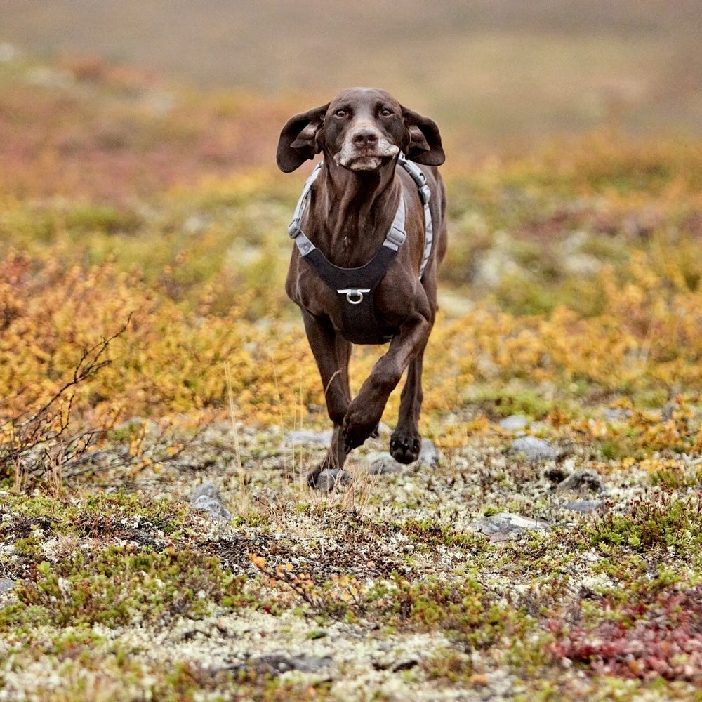 Brauner Hund mit Rover Harness Hundegeschirr läuft durch herbstliche Heide.