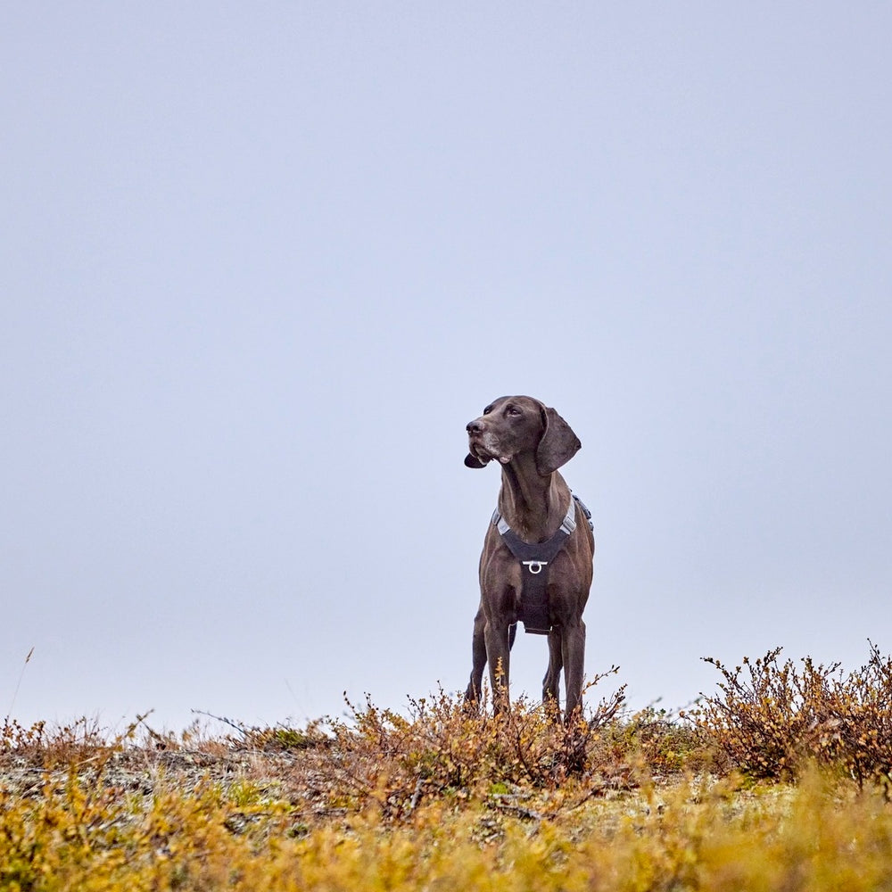 Grau gekleideter Hund mit Rover Harness Geschirr auf nebligem Gelände.
