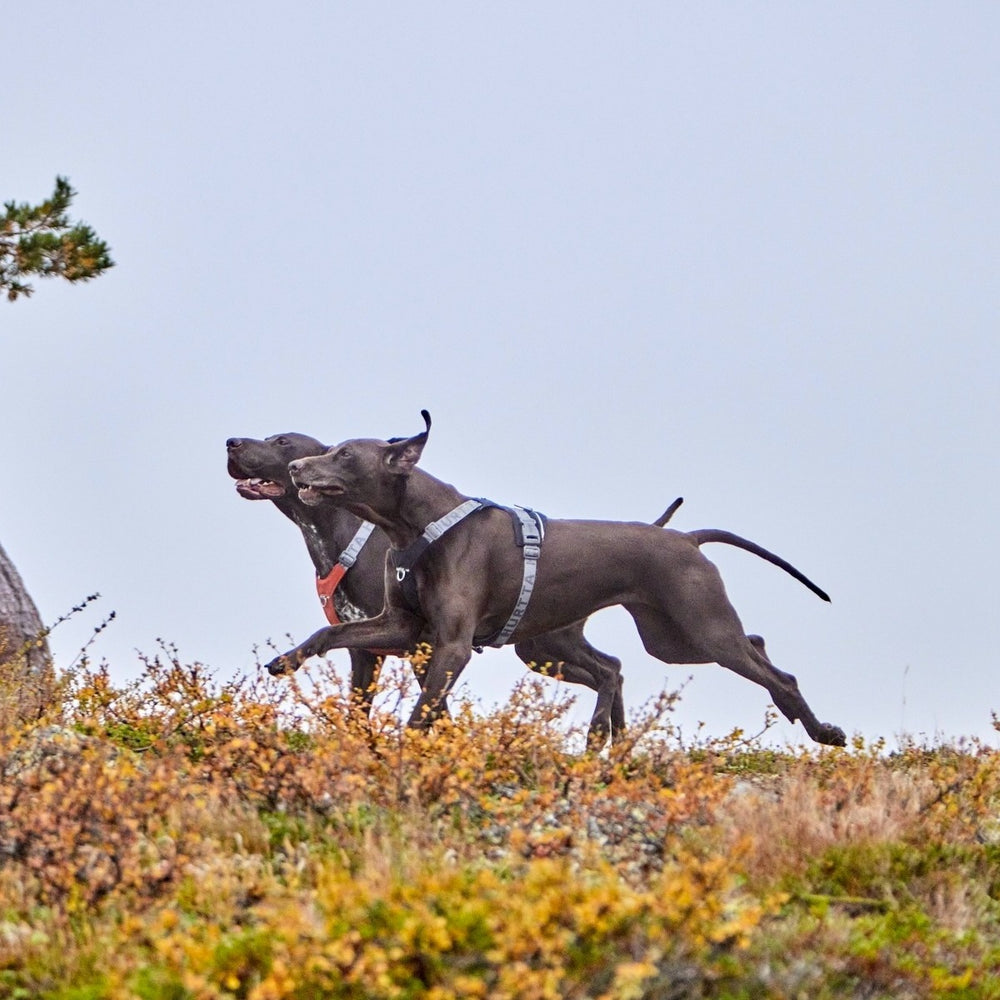 Graue Hunde mit Hundegeschirr Rover Harness rennen über Grasfläche in natürlicher Umgebung.