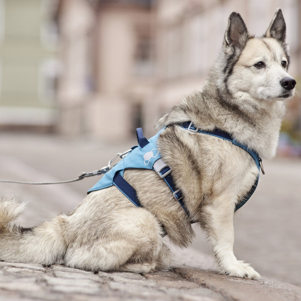 Hund mit blauem Safeguard Harness ECO Geschirr auf Bürgersteig in Stadtumgebung, metallischer Leinenclip sichtbar.