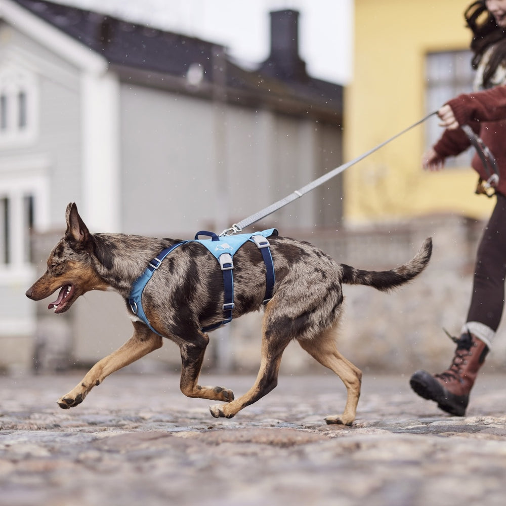 Hund läuft an Leine mit blauem Safeguard Hundegeschirr ECO, im Hintergrund unscharfe Gebäude.