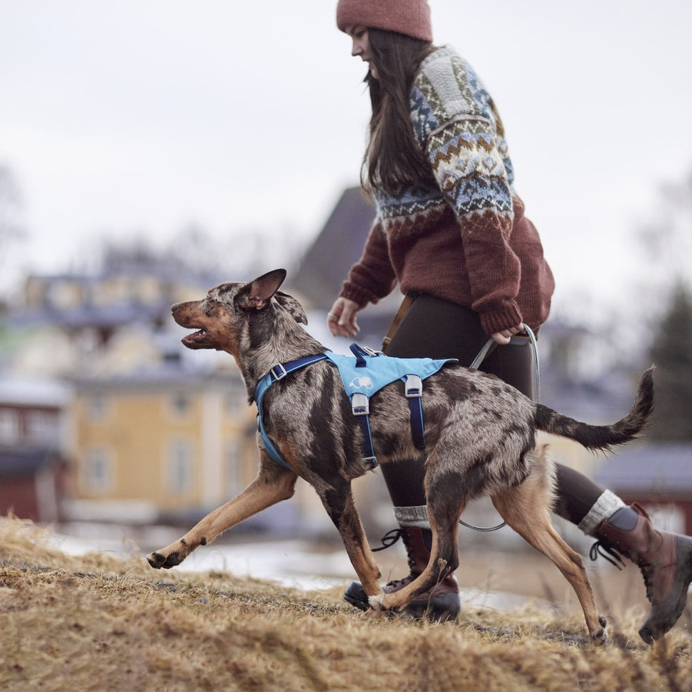 Hund mit blauem Hundegeschirr Safeguard Harness ECO bei winterlichem Spaziergang auf dem Land