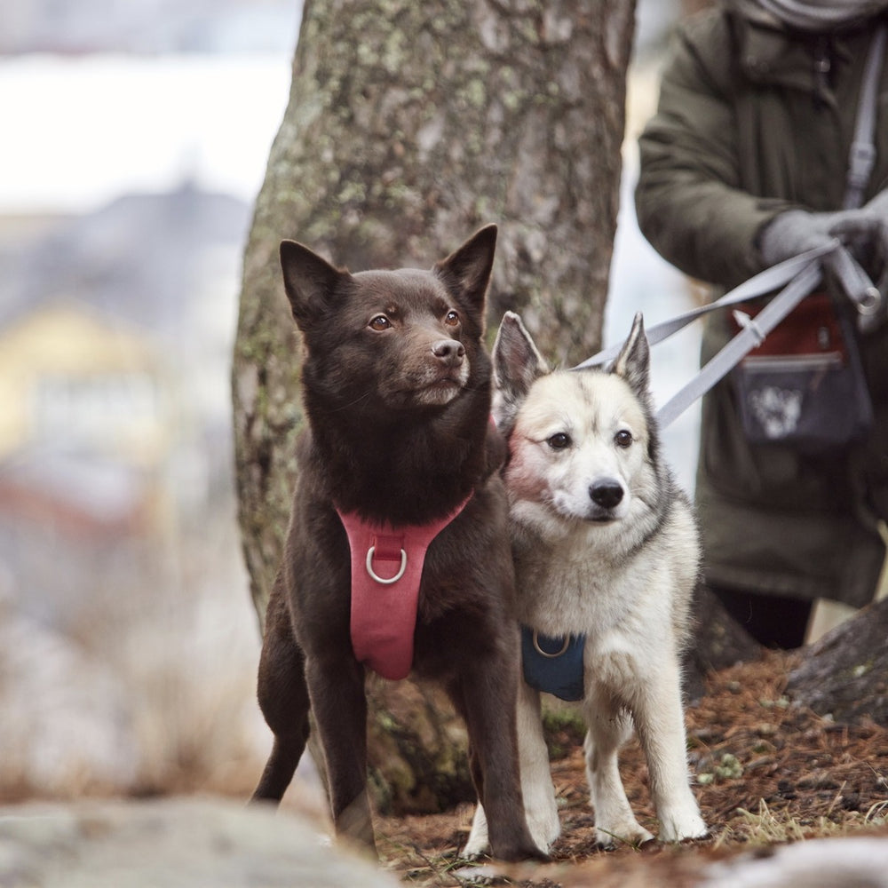 Zwei Hunde mit Safeguard Harness ECO Geschirren, eines rot, eines blau, vor einem Baum, an Leinen geführt.