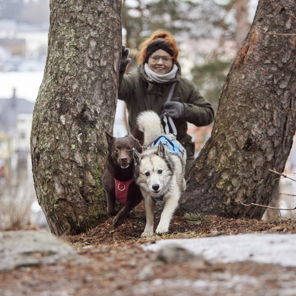 Zwei Hunde im Safeguard Harness ECO Geschirr laufen durch den Wald, angefeuert von einer Person in Winterkleidung.