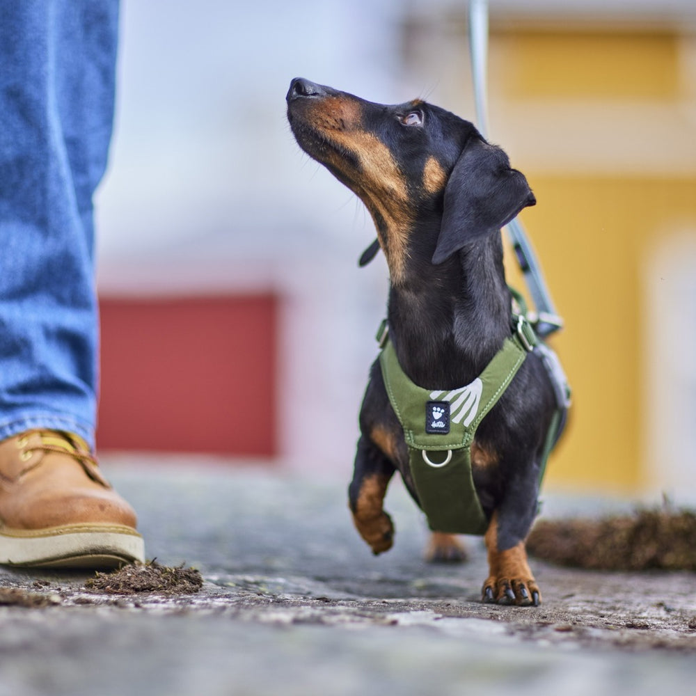 Kleiner Hund mit schwarzem Fell und braunen Pfoten trägt grünes Geschirr und läuft an einer Leine, schaut nach oben.