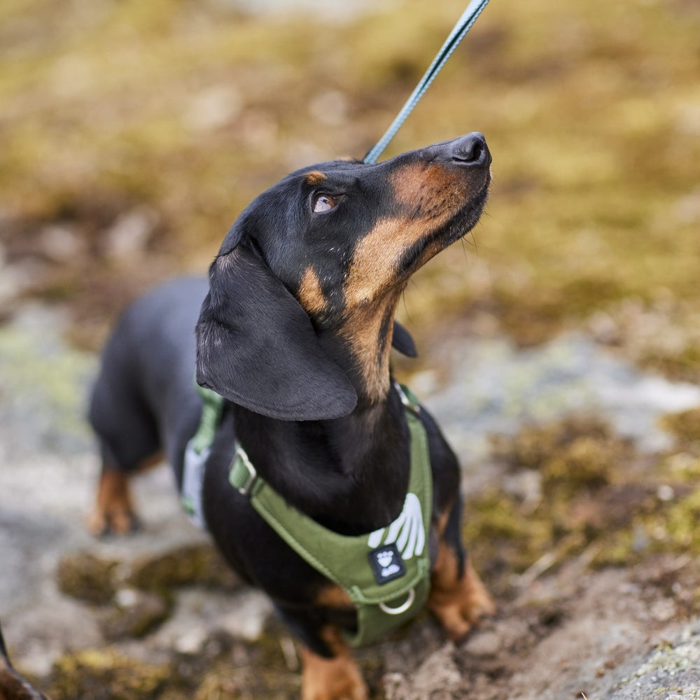Dackel im grünen Hundegeschirr Seeker schaut aufmerksam auf, umgeben von natürlichem Boden.
